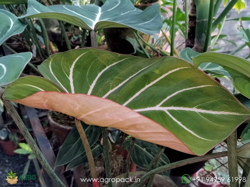 Philodendron-Zebra1