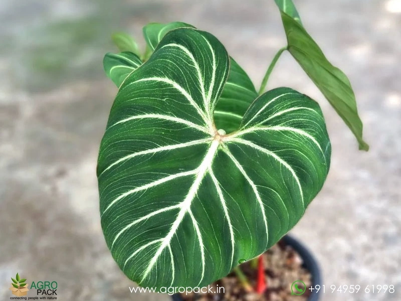 Philodendron-Zebra3