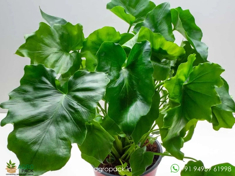 Philodendron-atom2