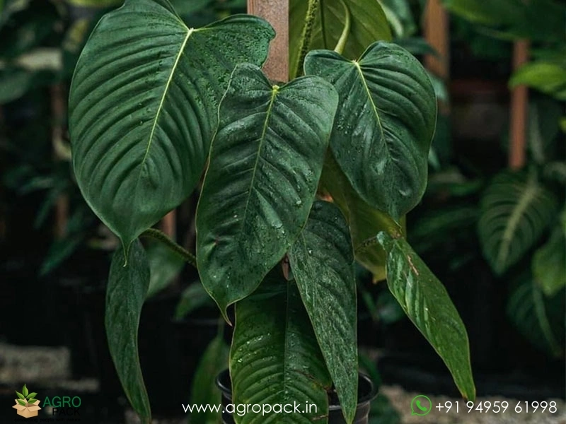 Philodendron genevievianum Plant For Sale In India | Online plant nursery