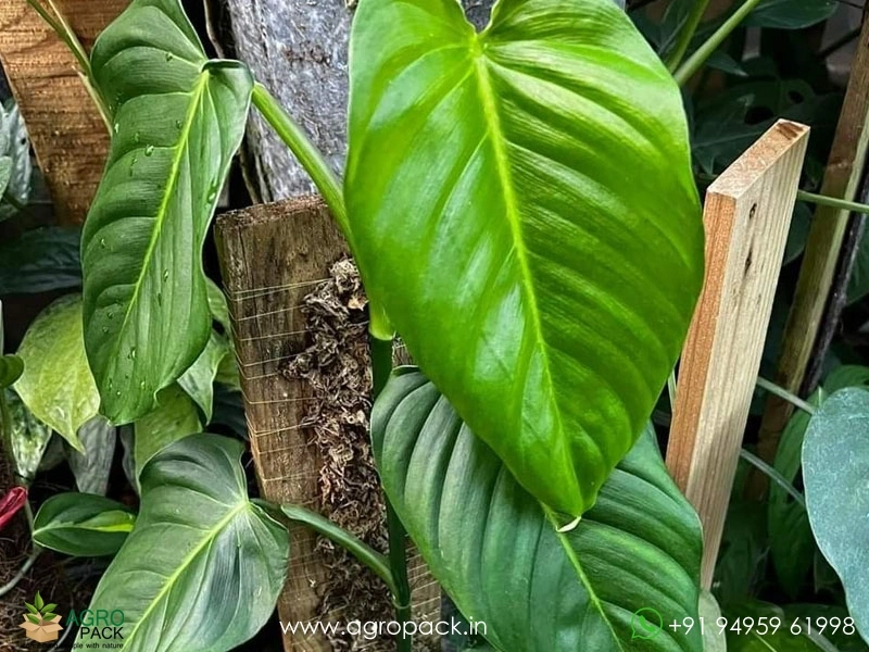 Philodendron genevievianum Plant For Sale In India | Online plant nursery