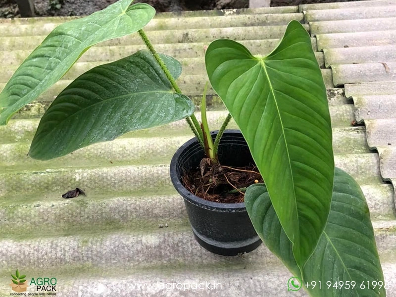 Philodendron genevievianum Plant For Sale In India | Online plant nursery