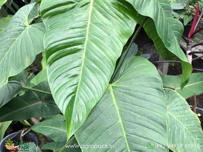 philodendron white princess care White Princess Philodendron For Sale
