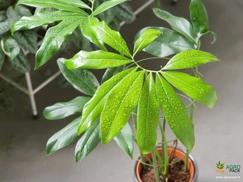 Philodendron-goeldi2