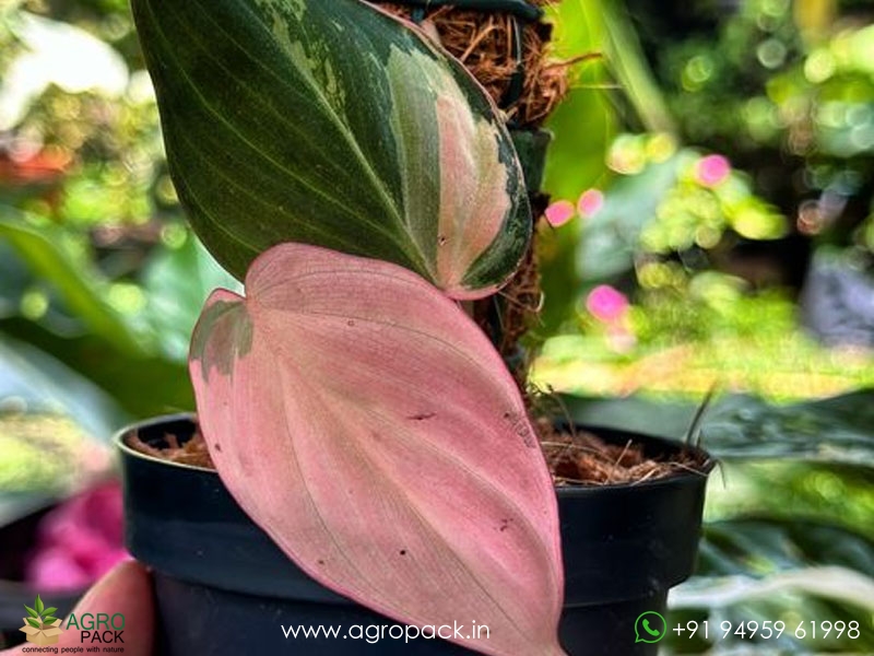 Philodendron-micans-pink2