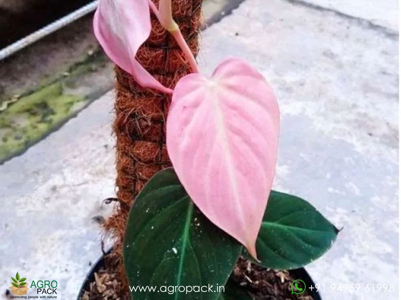 Philodendron-micans-pink3