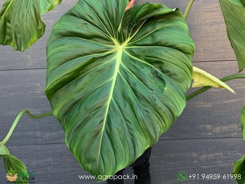 Philodendron-pastazanum3