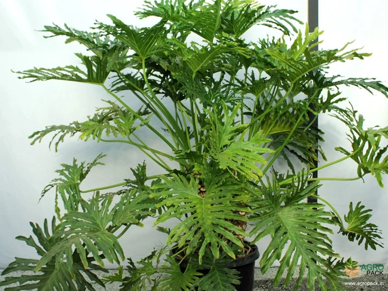 Philodendron-selloum2