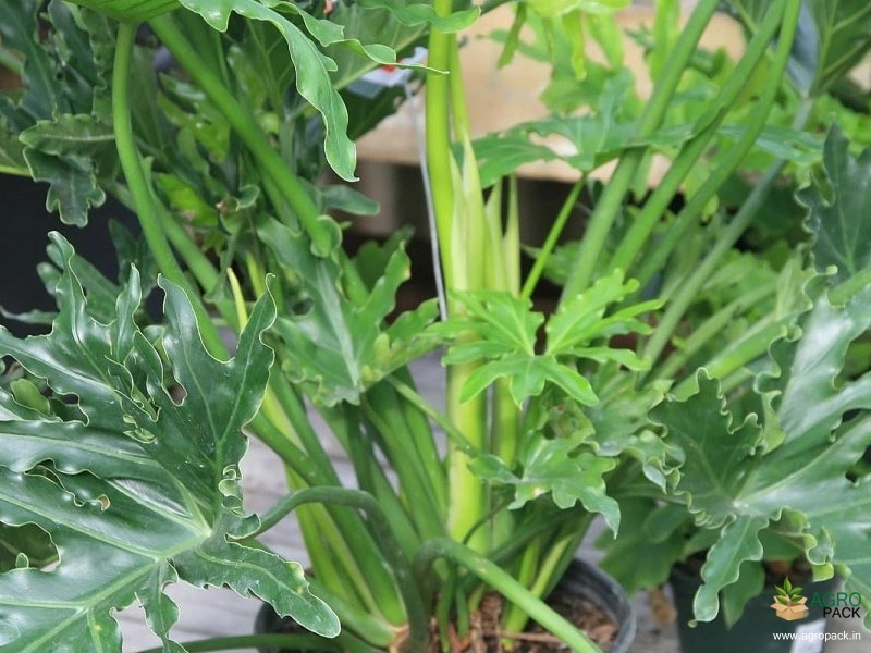 Philodendron-selloum3