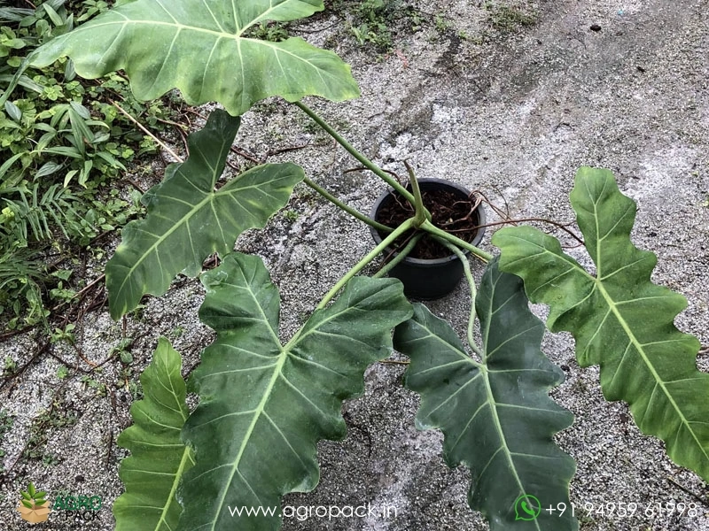 Philodendron-simmondsii1