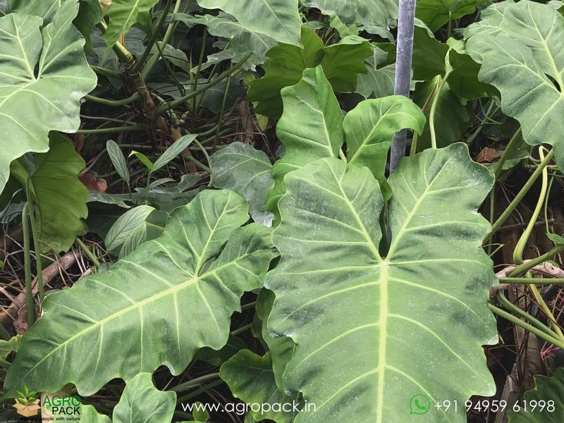 Philodendron-simmondsii4