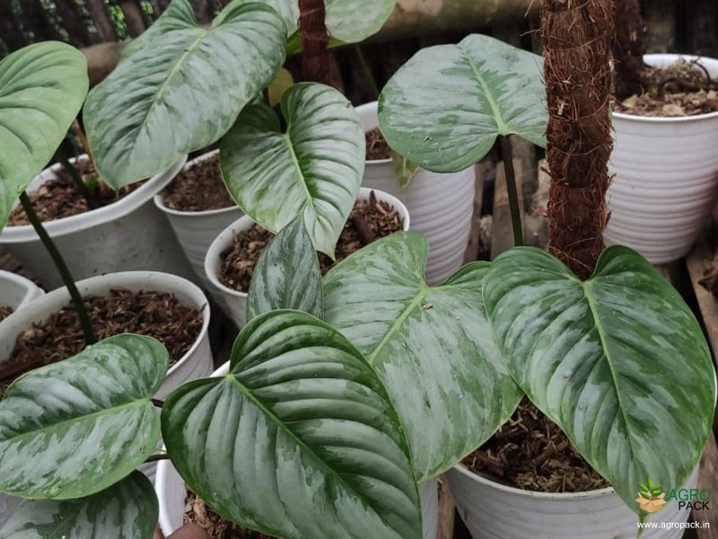 Philodendron-sodiroi3