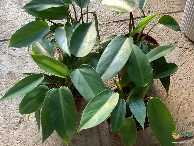 Philodendron Temptation Plant For Sale In India | Online plant nursery