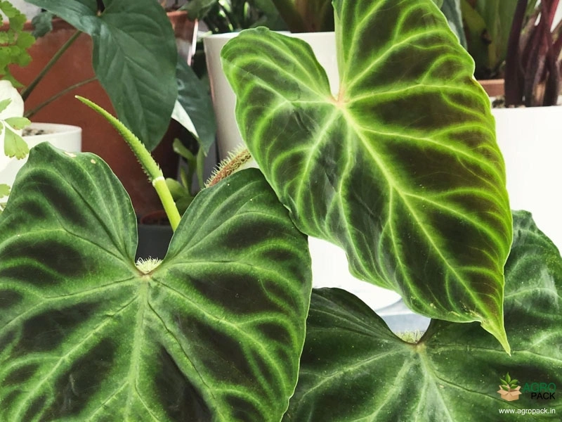 Philodendron-verrucosum1