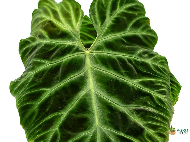 Philodendron-verrucosum2