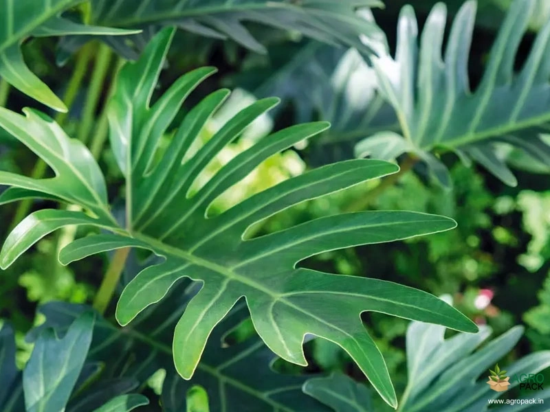 Philodendron-xanadu1