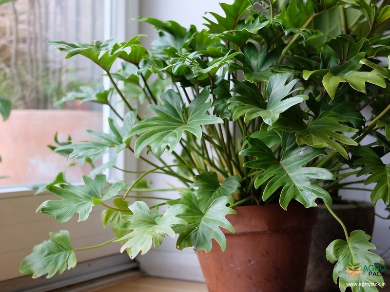 Philodendron-xanadu3