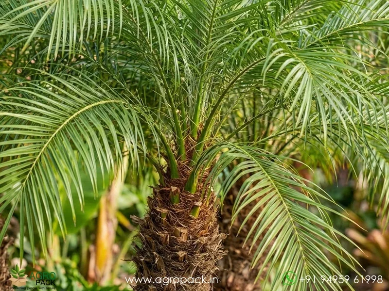Phoenix-roebelenii-Pygmy-Date-Palm2