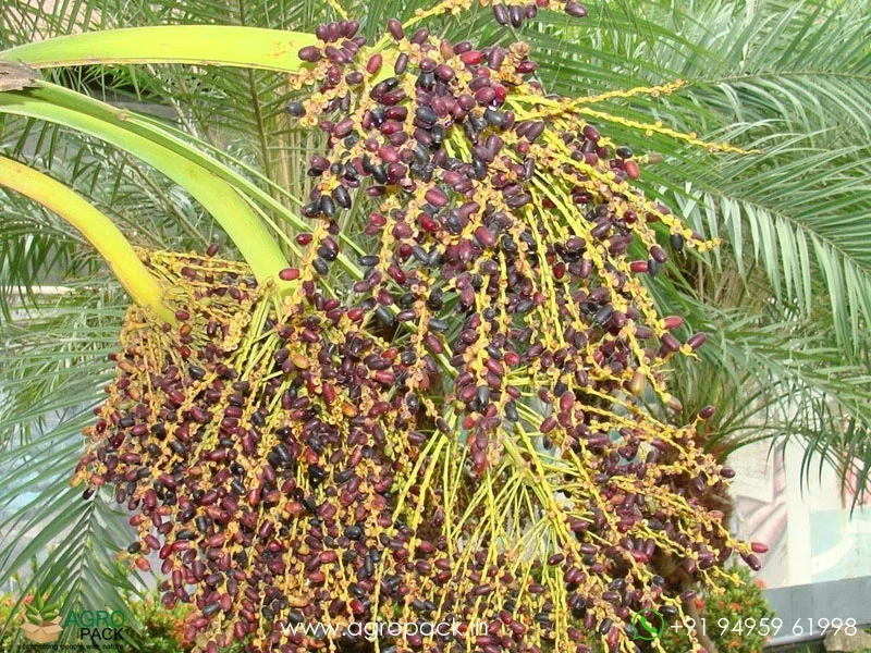 Phoenix-roebelenii-Pygmy-Date-Palm3