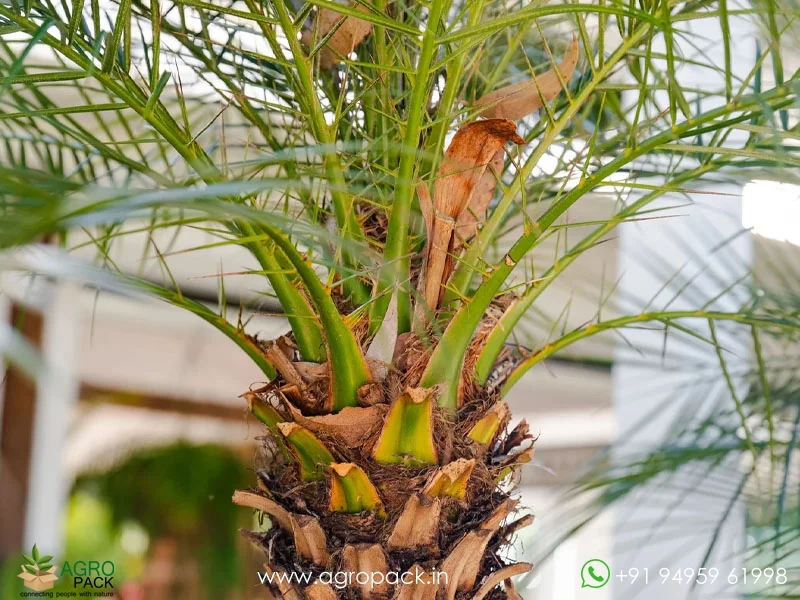 Phoenix-roebelenii-Pygmy-Date-Palm4