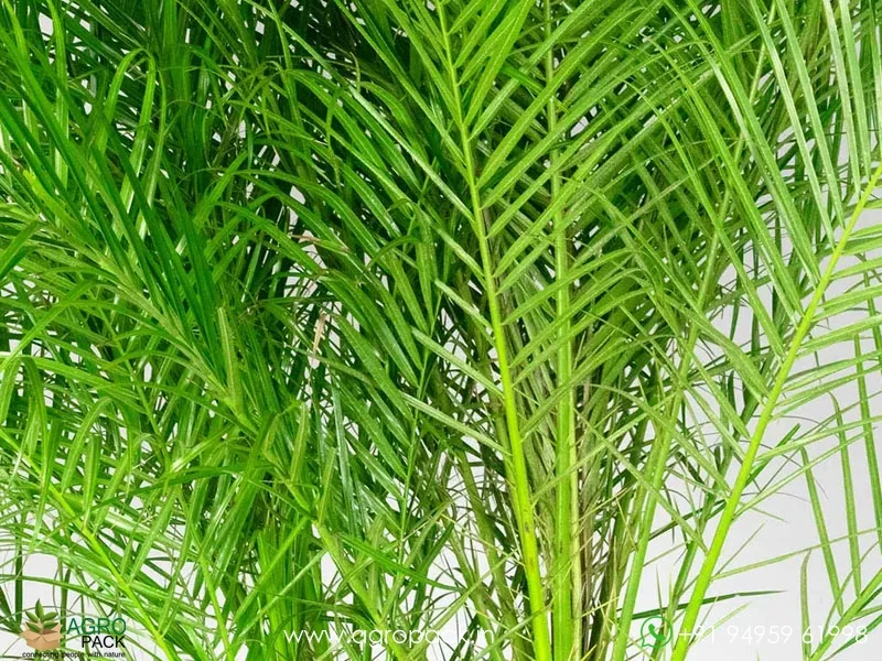 Phoenix-roebelenii-Pygmy-Date-Palm5