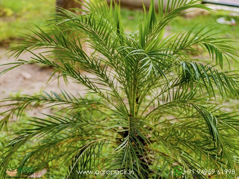 Phoenix-roebelenii-Pygmy-Date-Palm6