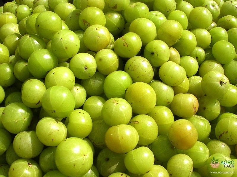 Phyllanthus-Emblica1