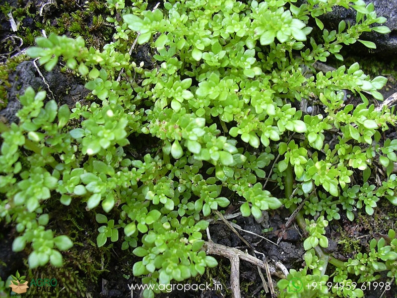 Pilea-microphylla2