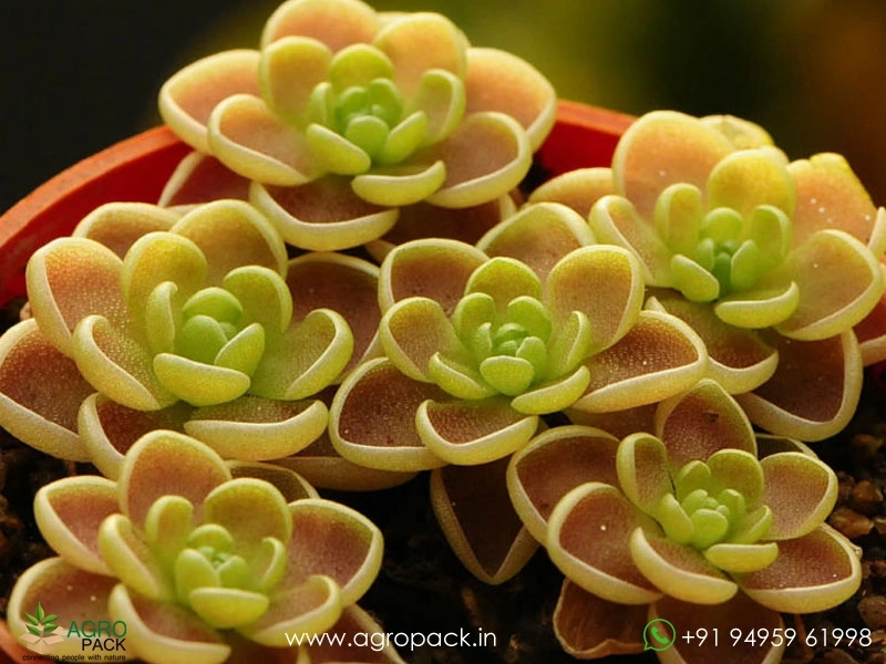 Pinguicula-Butterworts-Carnivorous1