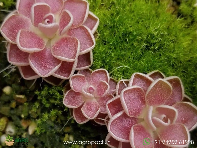 Pinguicula-Butterworts-Carnivorous2