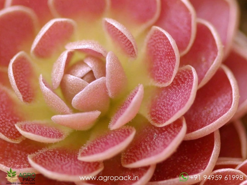 Pinguicula-Butterworts-Carnivorous3