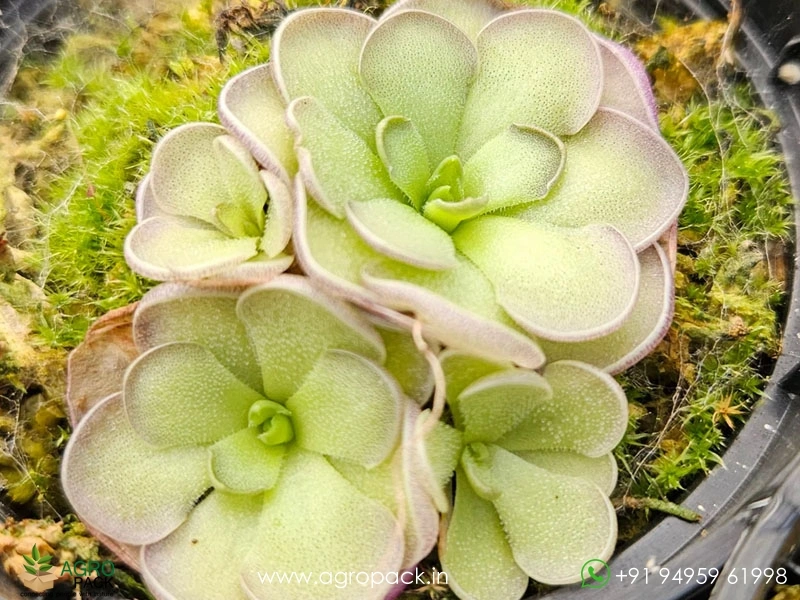 Pinguicula-Butterworts-Carnivorous4
