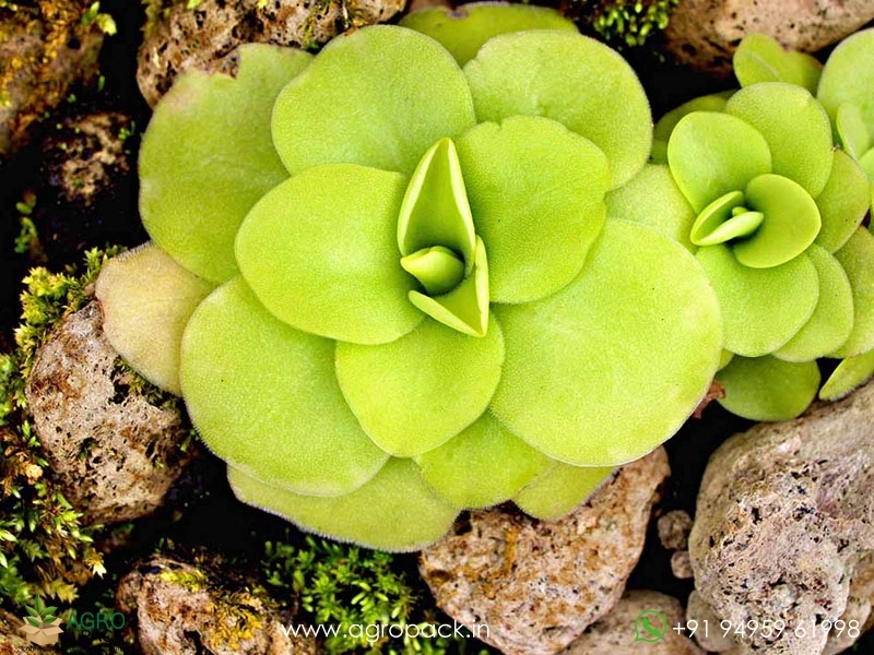 Pinguicula-Butterworts-Carnivorous5