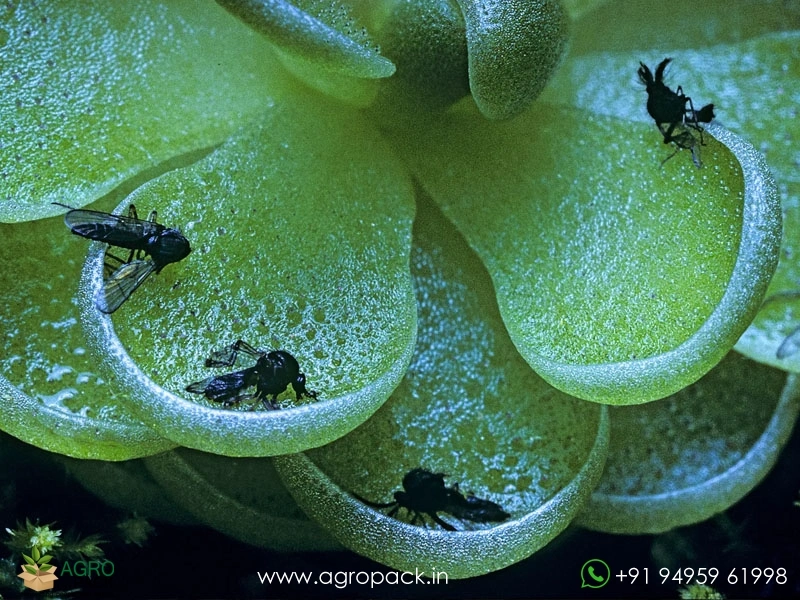 Pinguicula-Butterworts-Carnivorous6