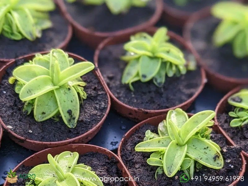 Pinguicula-Butterworts-Carnivorous7