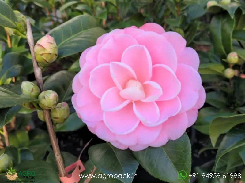 Pink-Camellia1