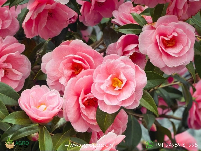 Pink-Camellia3