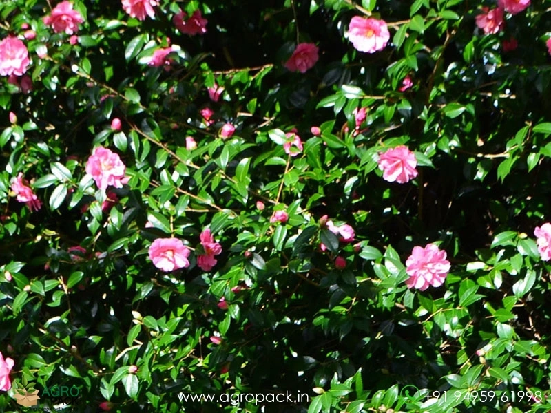 Pink-Camellia4