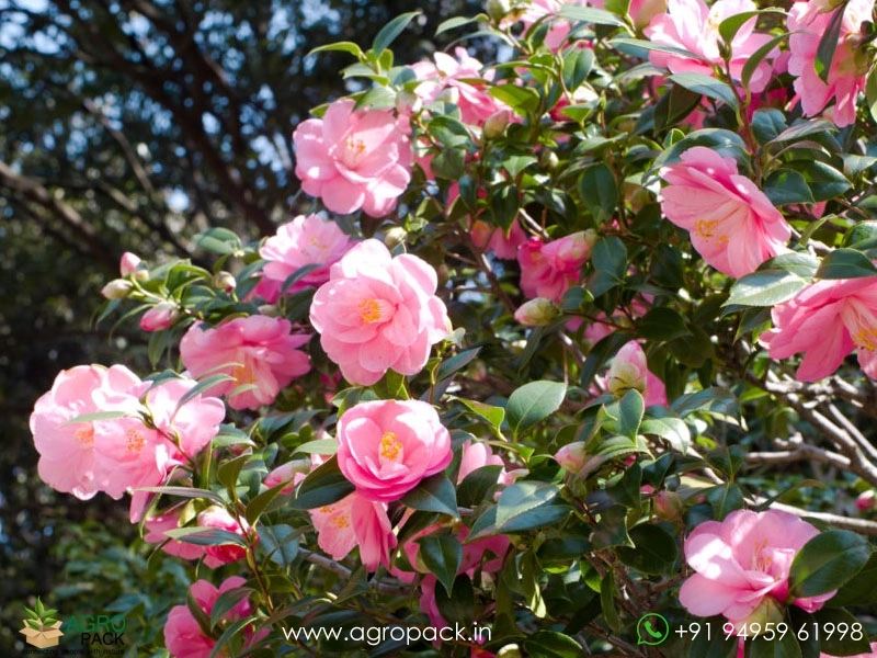 Pink-Camellia5