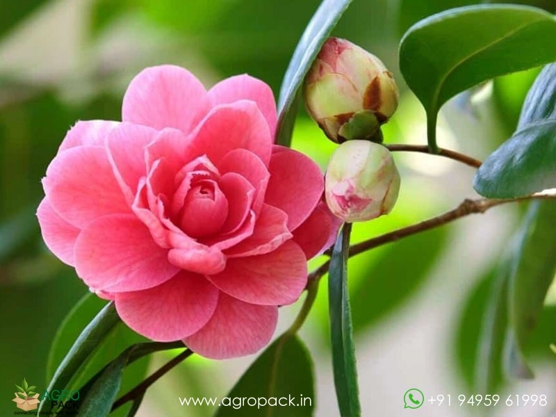 Pink-Camellia6