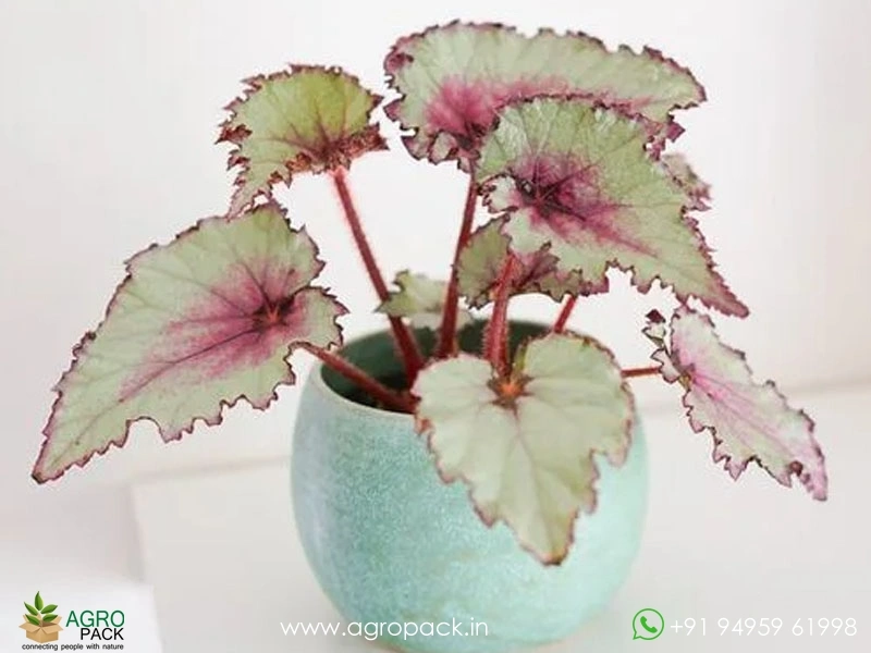 Pink-Charming-Rex-Begonia1