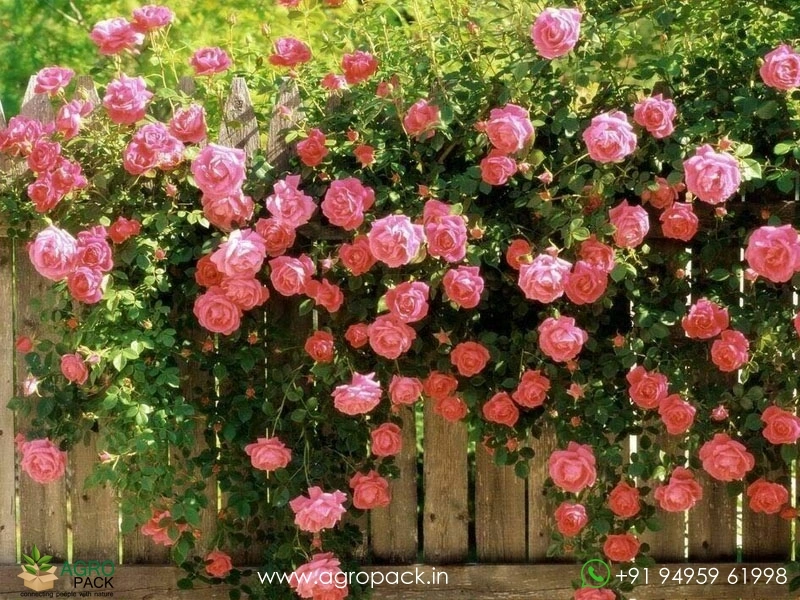 Pink-Climbing-Rose2