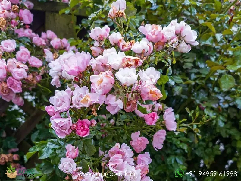 Pink-Climbing-Rose3