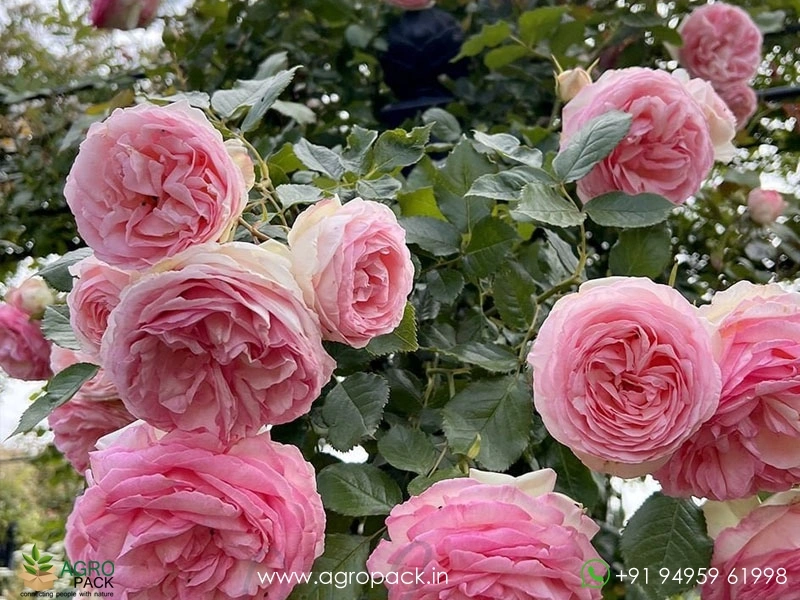 Pink-Climbing-Rose4