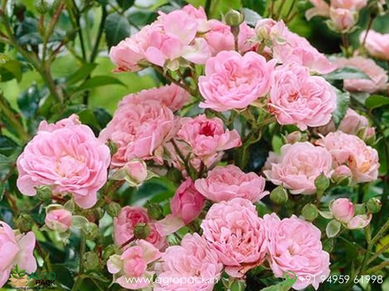 Pink-Climbing-Rose6
