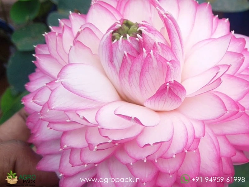 Pink-Cloud-Lotus1
