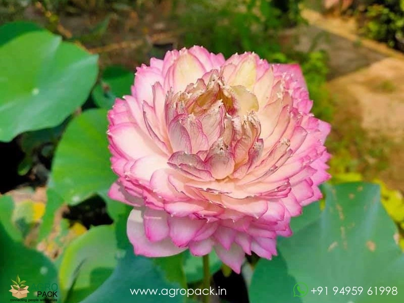 Pink-Cloud-Lotus2