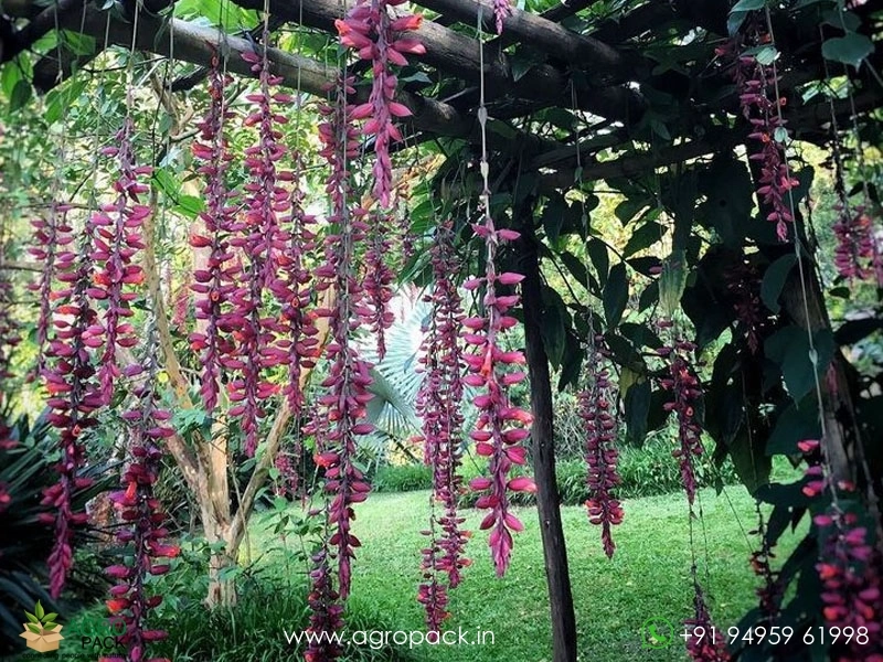 Pink-Indian-clock-vine2