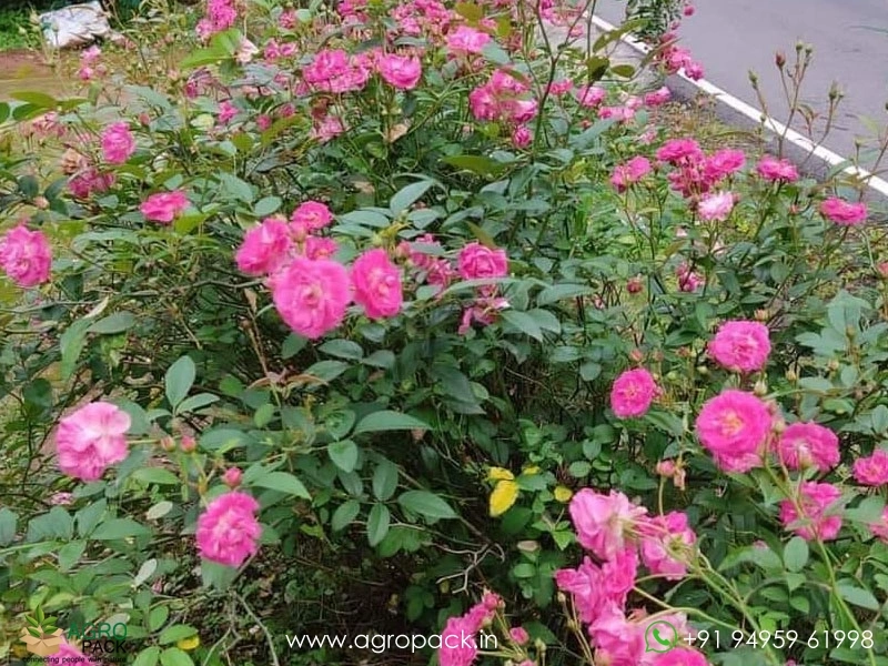 Pink-Miniature-Rose1