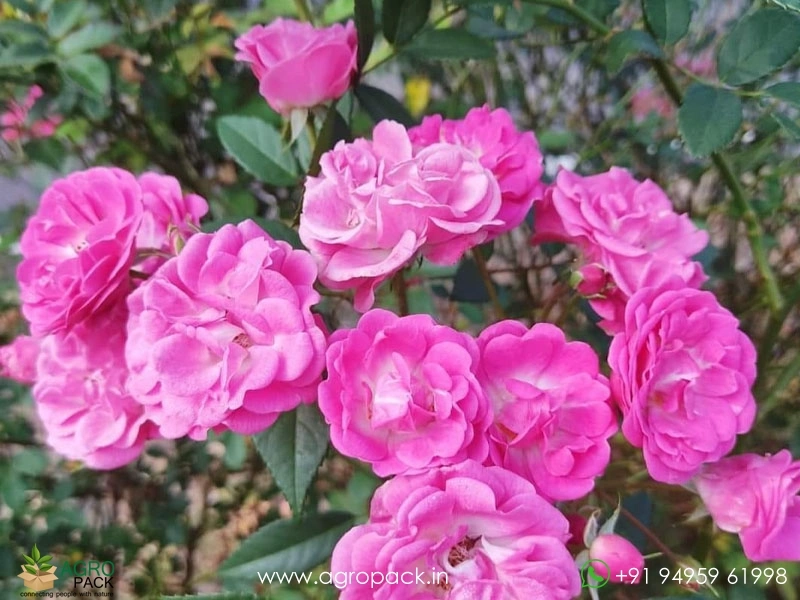Pink-Miniature-Rose2